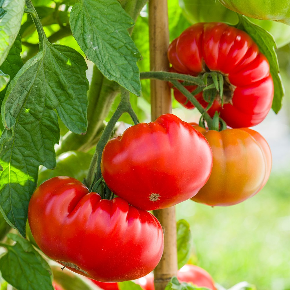 tomato (beefsteak) 'Tomande' F1