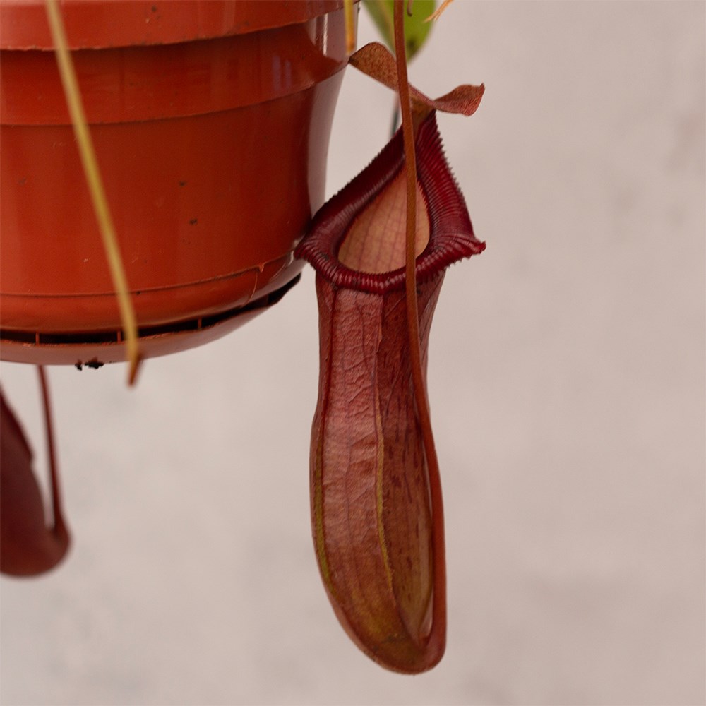 <i>Nepenthes</i> 'Bill'