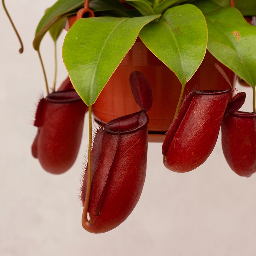 <i>Nepenthes</i> 'Diane'