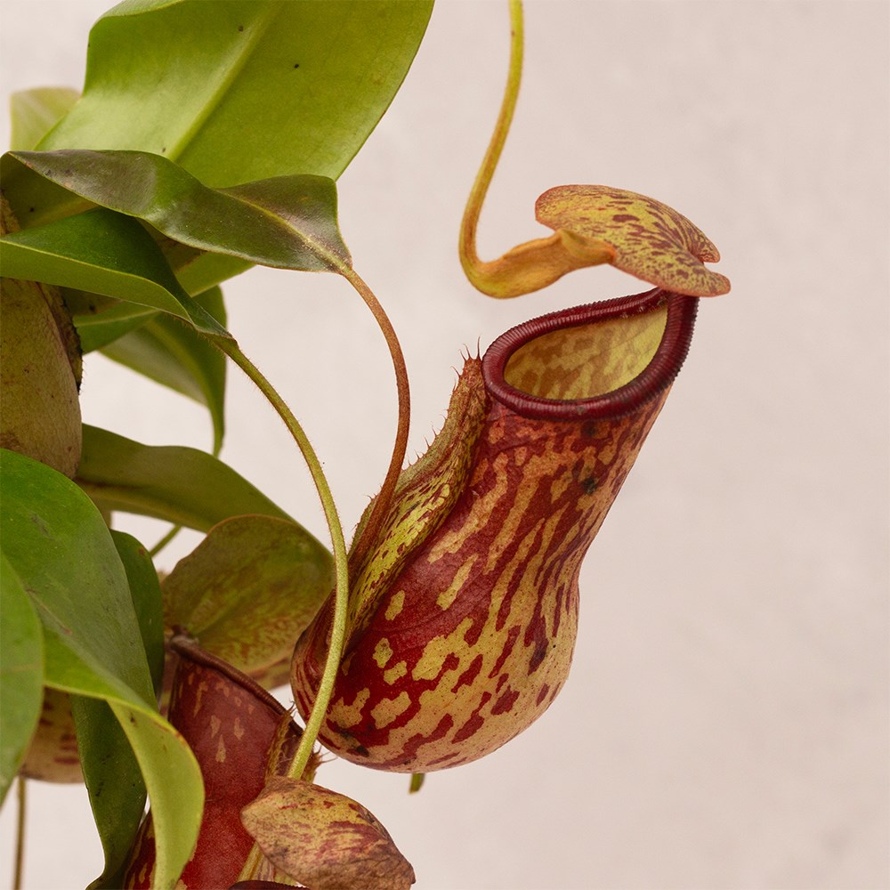 <i>Nepenthes</i> 'Gaya'