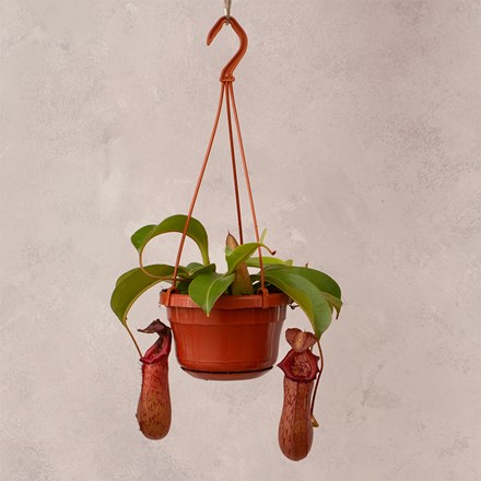 Nepenthes Rob