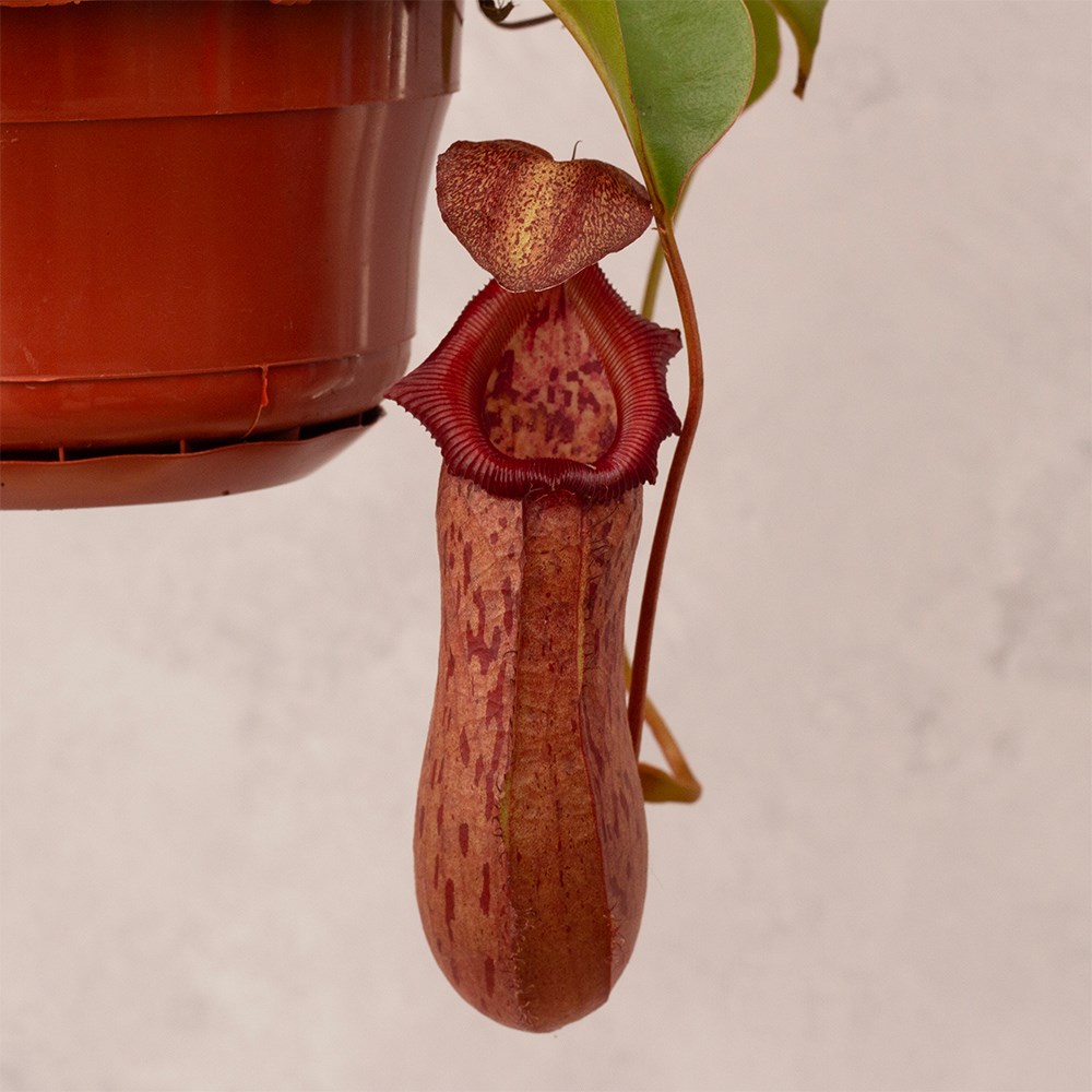 <i>Nepenthes</i> 'Rob'