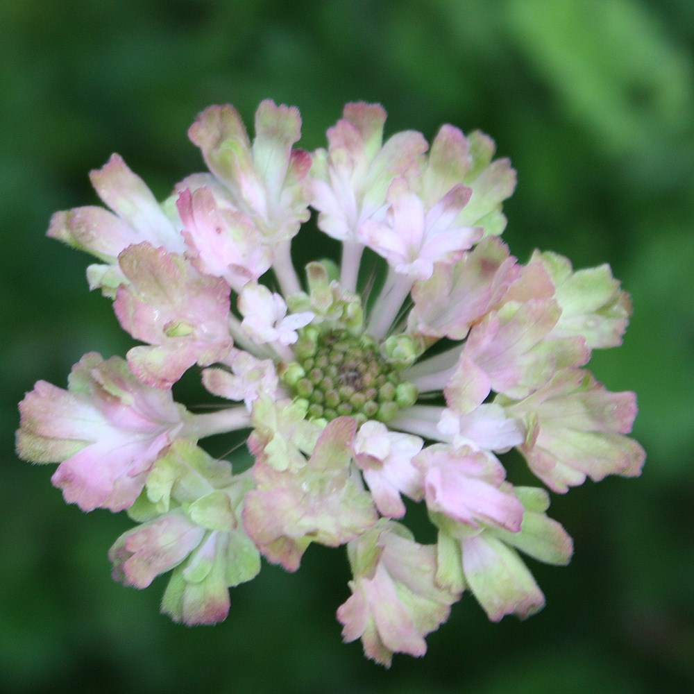 <i>Scabiosa</i> <b class=small-caps>Magic</b> ('Pmoore02')