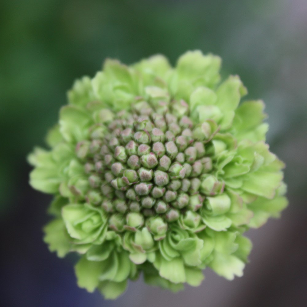 <i>Scabiosa</i> <b class=small-caps>Magic</b> ('Pmoore02')