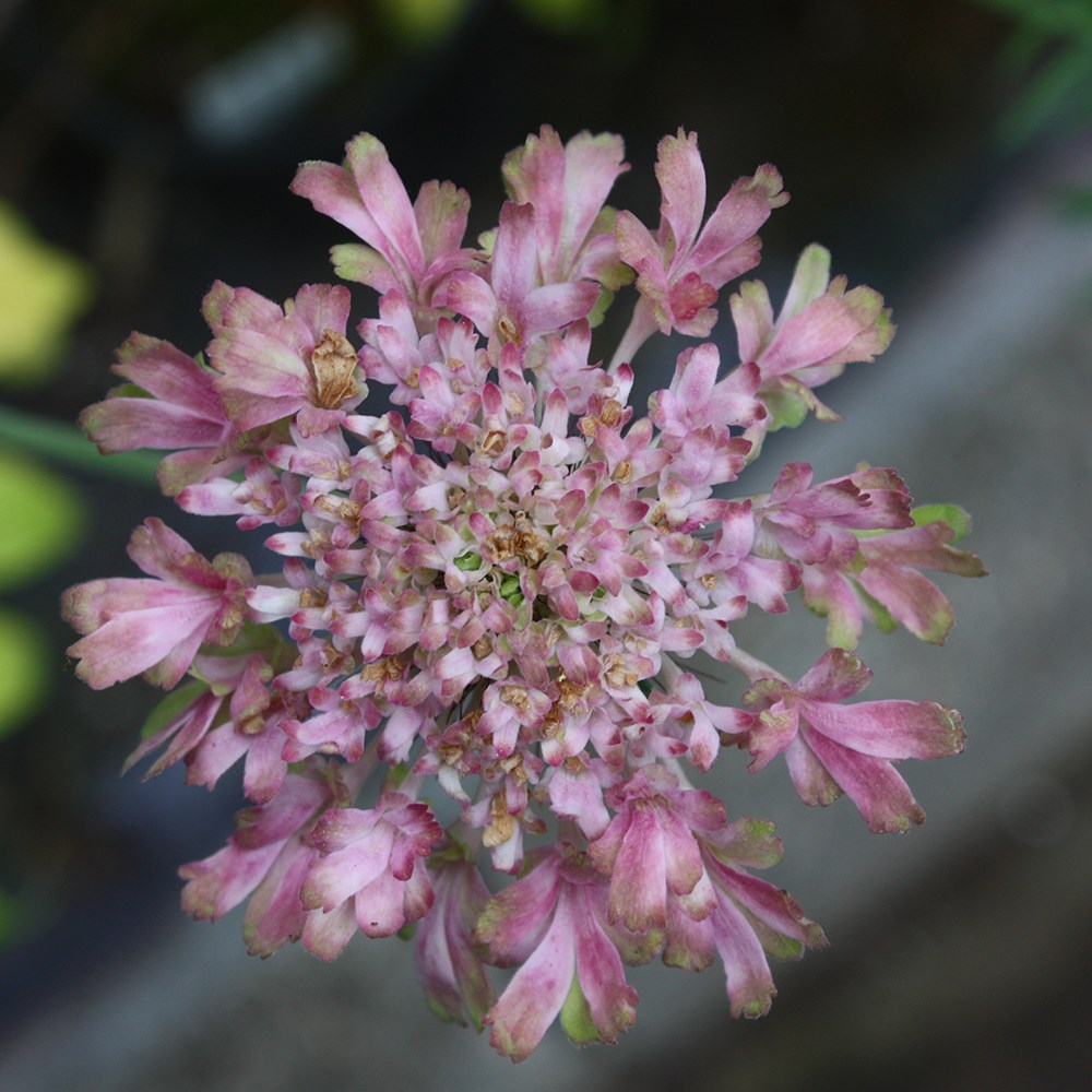 <i>Scabiosa</i> <b class=small-caps>Magic</b> ('Pmoore02')