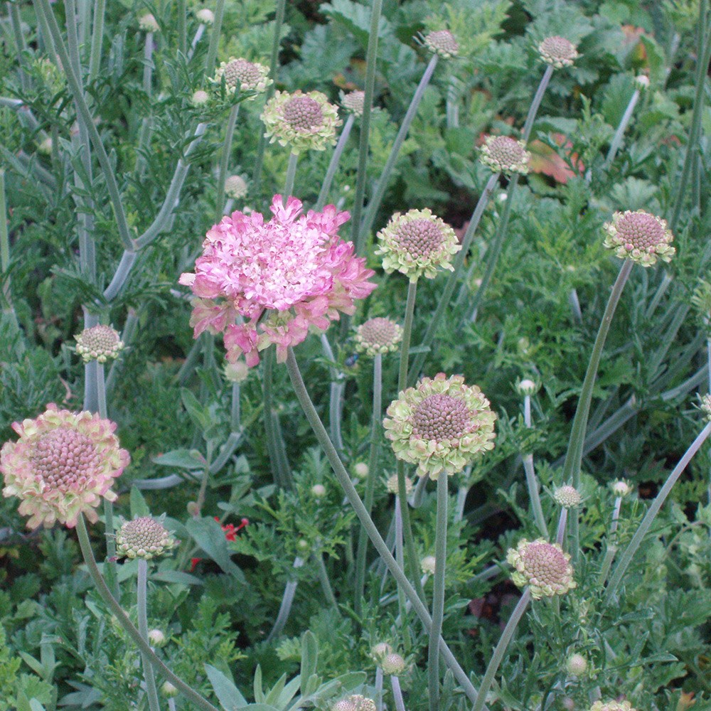<i>Scabiosa</i> <b class=small-caps>Magic</b> ('Pmoore02')