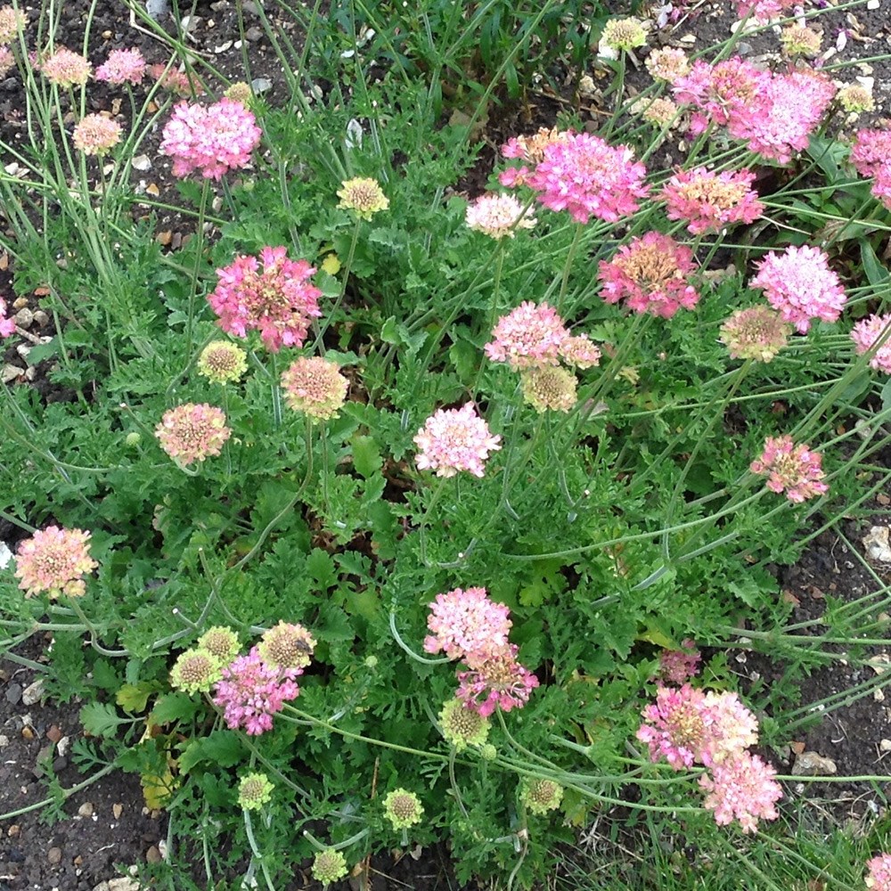 <i>Scabiosa</i> <b class=small-caps>Magic</b> ('Pmoore02')