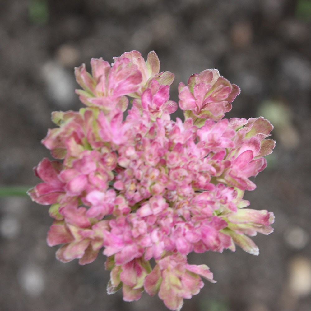 <i>Scabiosa</i> <b class=small-caps>Magic</b> ('Pmoore02')