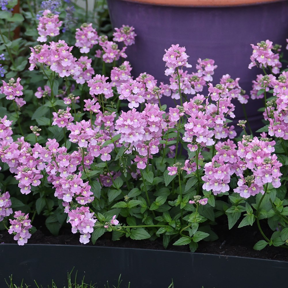 <i>Nemesia denticulata</i> 