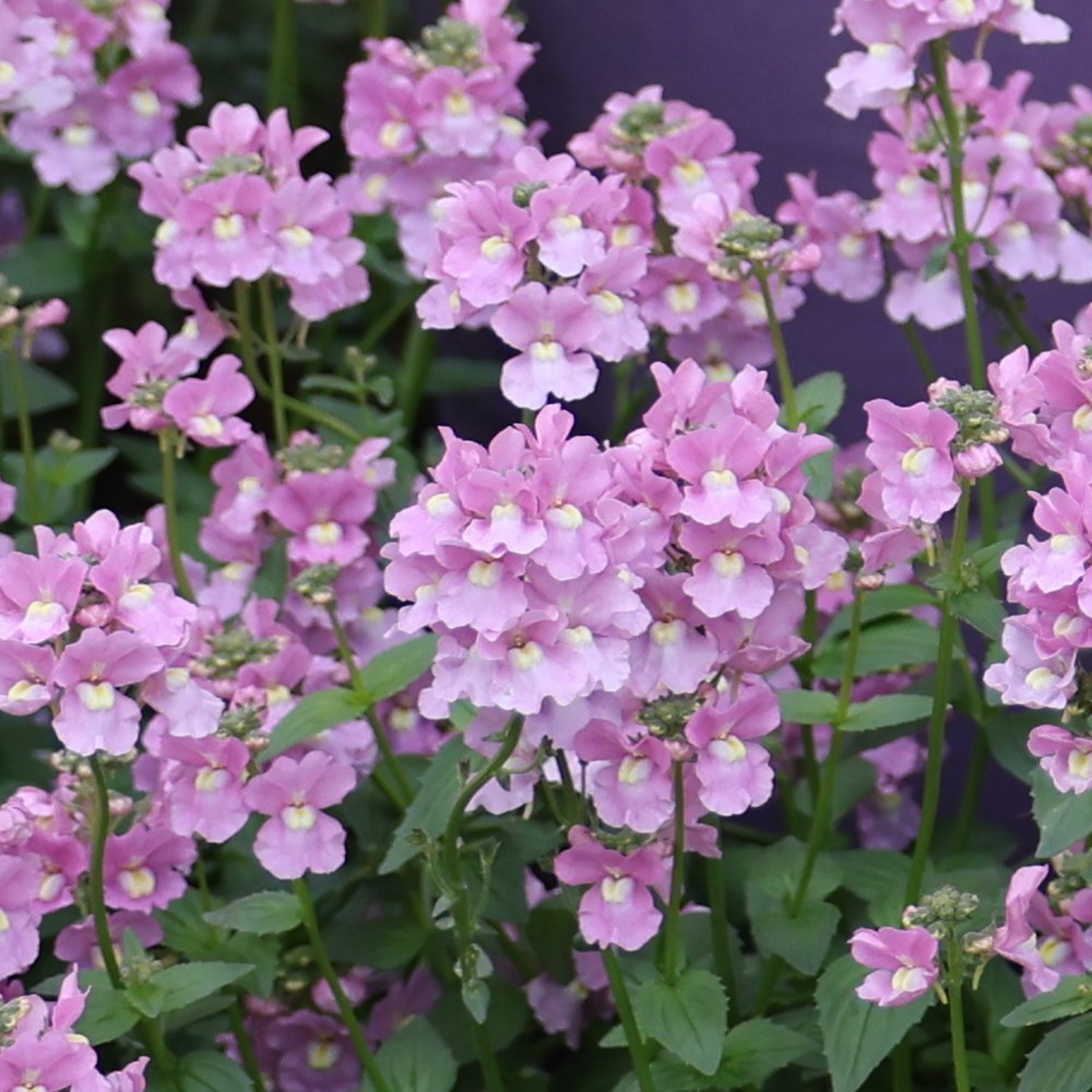 <i>Nemesia denticulata</i> 