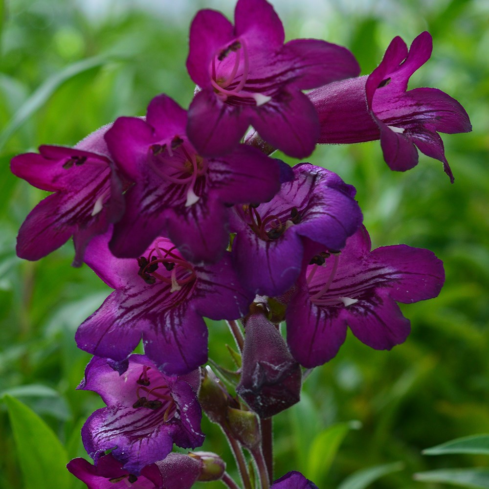 <i>Penstemon</i> 'Pensham Bilberry Ice' (Pensham Series)