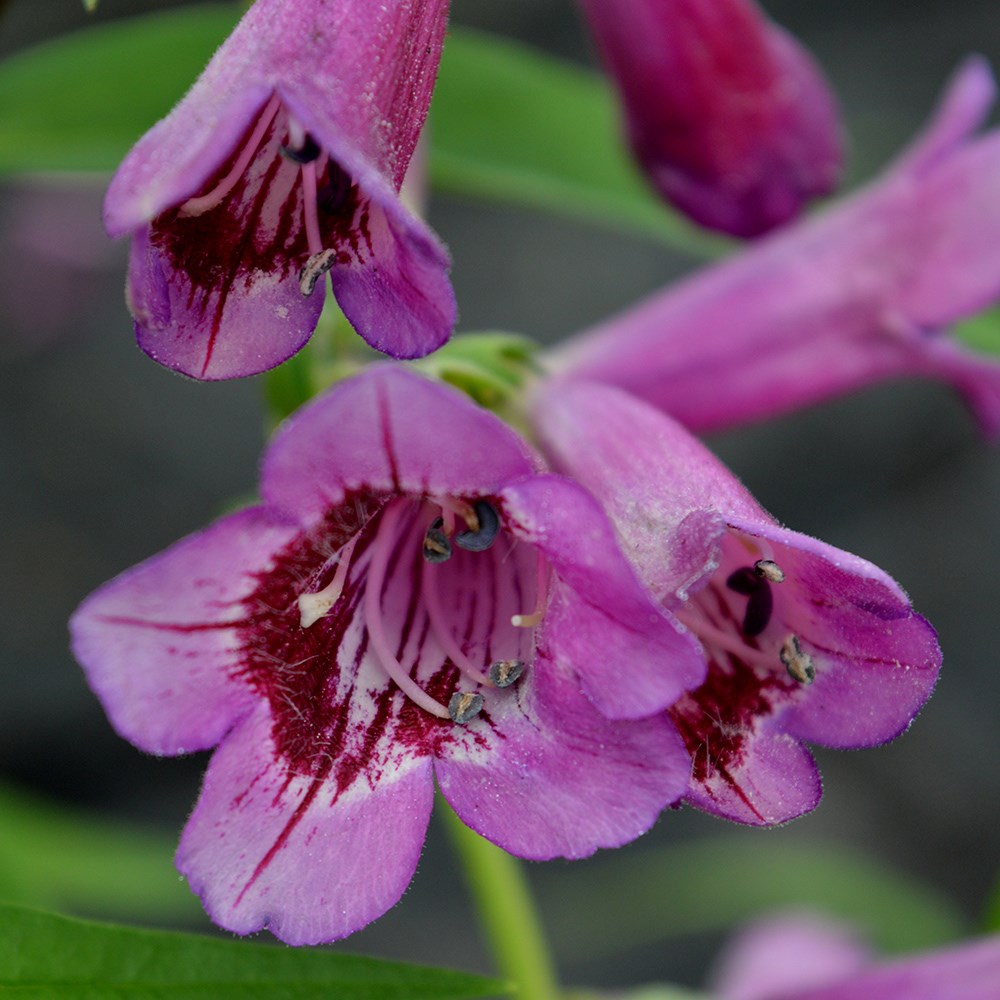 <i>Penstemon</i> 'Midnight'