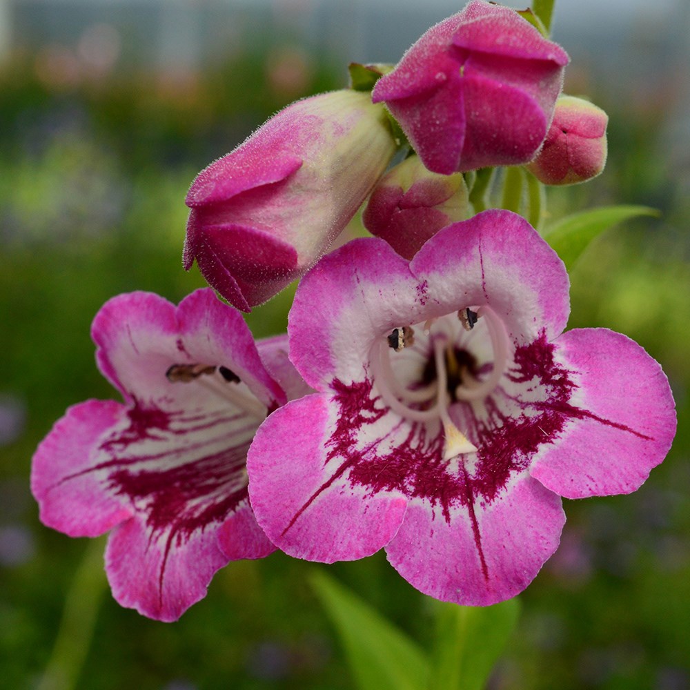 <i>Penstemon</i> 'Elmley'