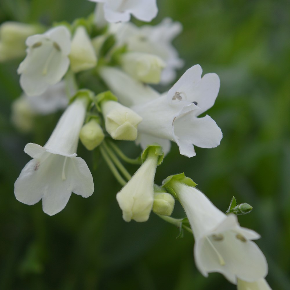 <i>Penstemon</i> 'Pensham Wedding Day (Pensham Series)