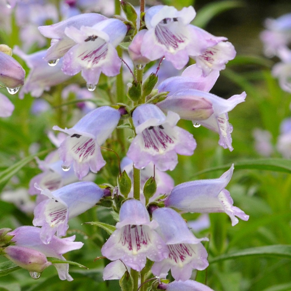 <i>Penstemon</i> 'Stapleford Gem'