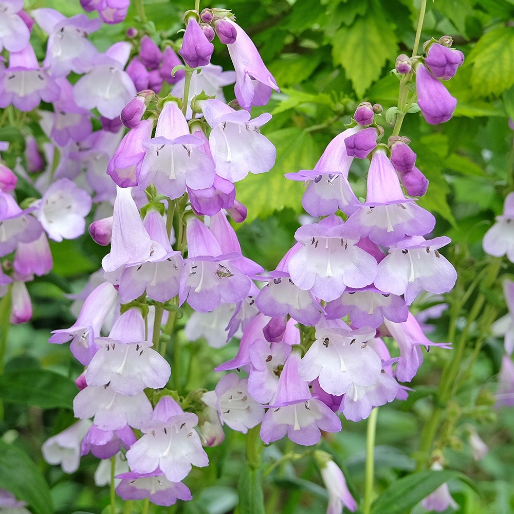 <i>Penstemon</i> 'Alice Hindley'