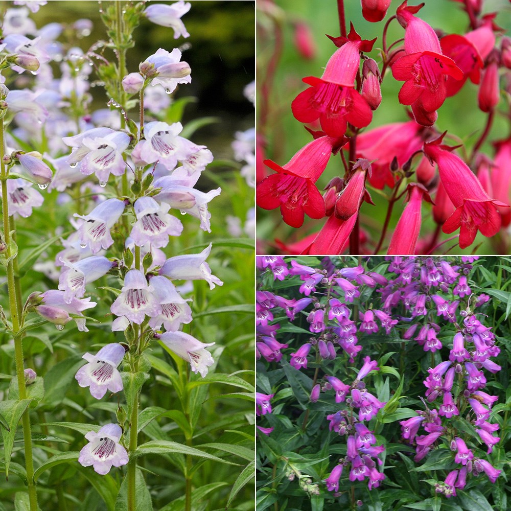 Award-winning Penstemon collection