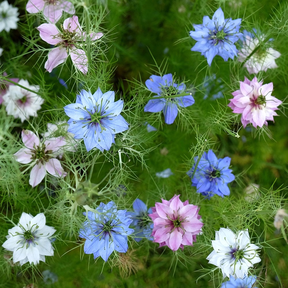 <i>Nigella</i> 'Persian Jewels'