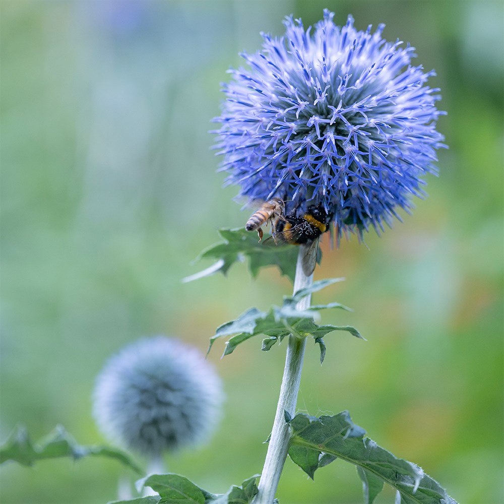<i>Echinops ritro</i> 