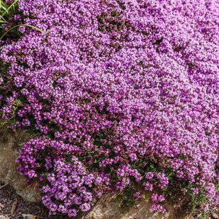 Thymus serpyllum
