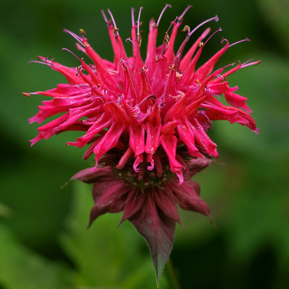 <i>Monarda didyma</i> 