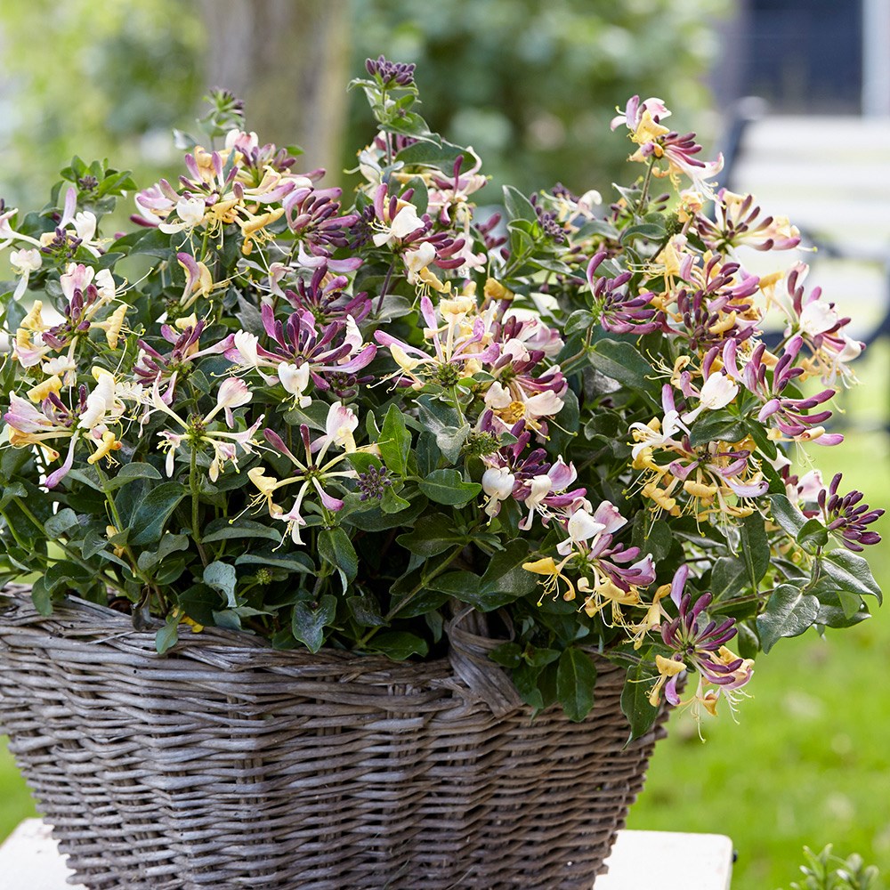<i>Lonicera periclymenum</i> <b class=small-caps>Chic et Choc</b> ('Inov205') (PBR)