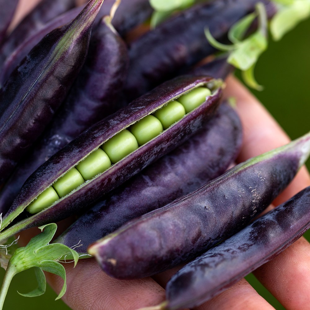 <i>Pea</i> 'Blauwschokker'