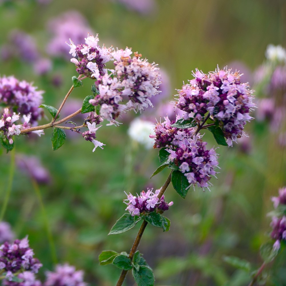 marjoram - wild marjoram