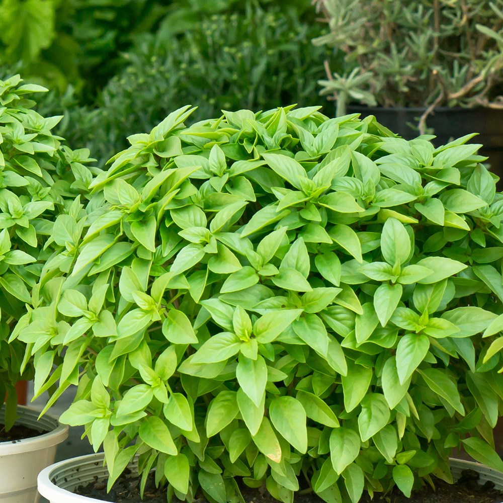 basil 'Greek'