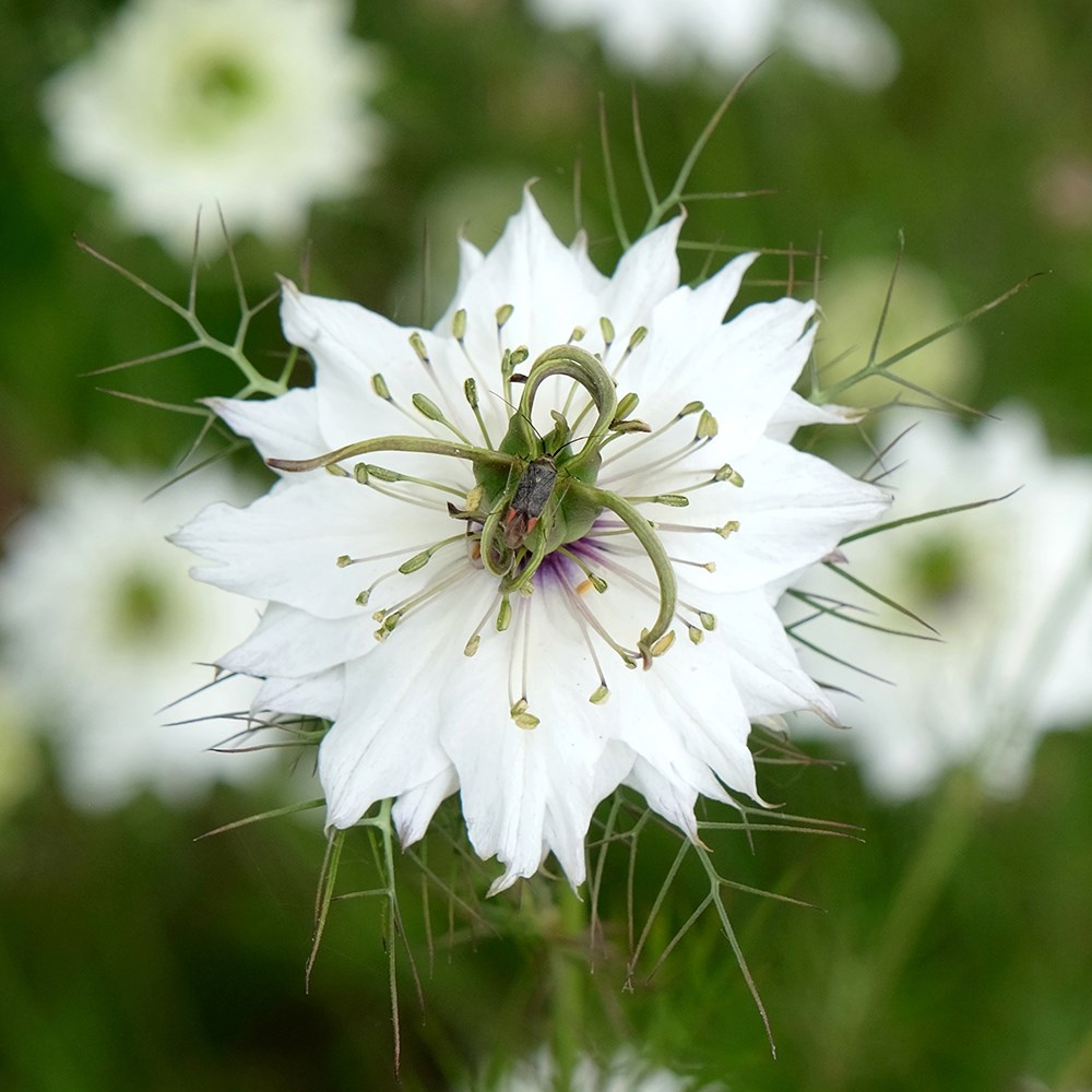 <i>Nigella damascena</i> 'Miss Jekyll Alba'