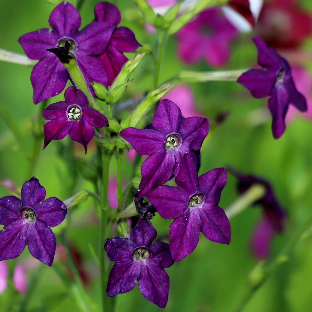 <i>Nicotiana</i> × <i>sanderae</i> 'Perfume Deep Purple' (Perfume Series)