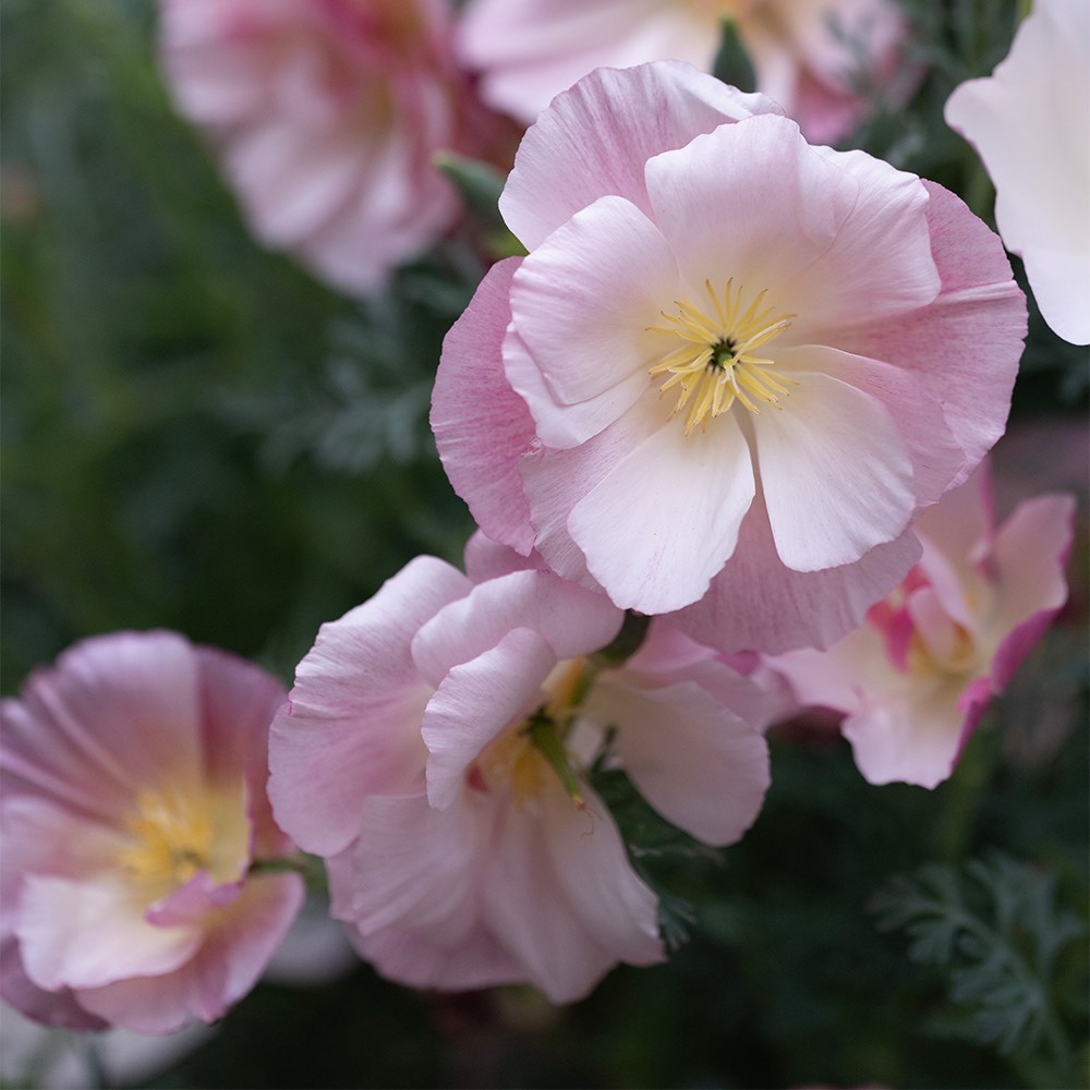 <I>Eschscholzia californica</I> 'Thai Silk Appleblossom Chiffon'  (Thai Silk Series)