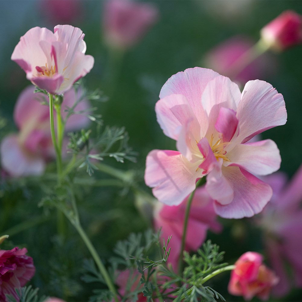 <I>Eschscholzia californica</I> 'Thai Silk Appleblossom Chiffon'  (Thai Silk Series)