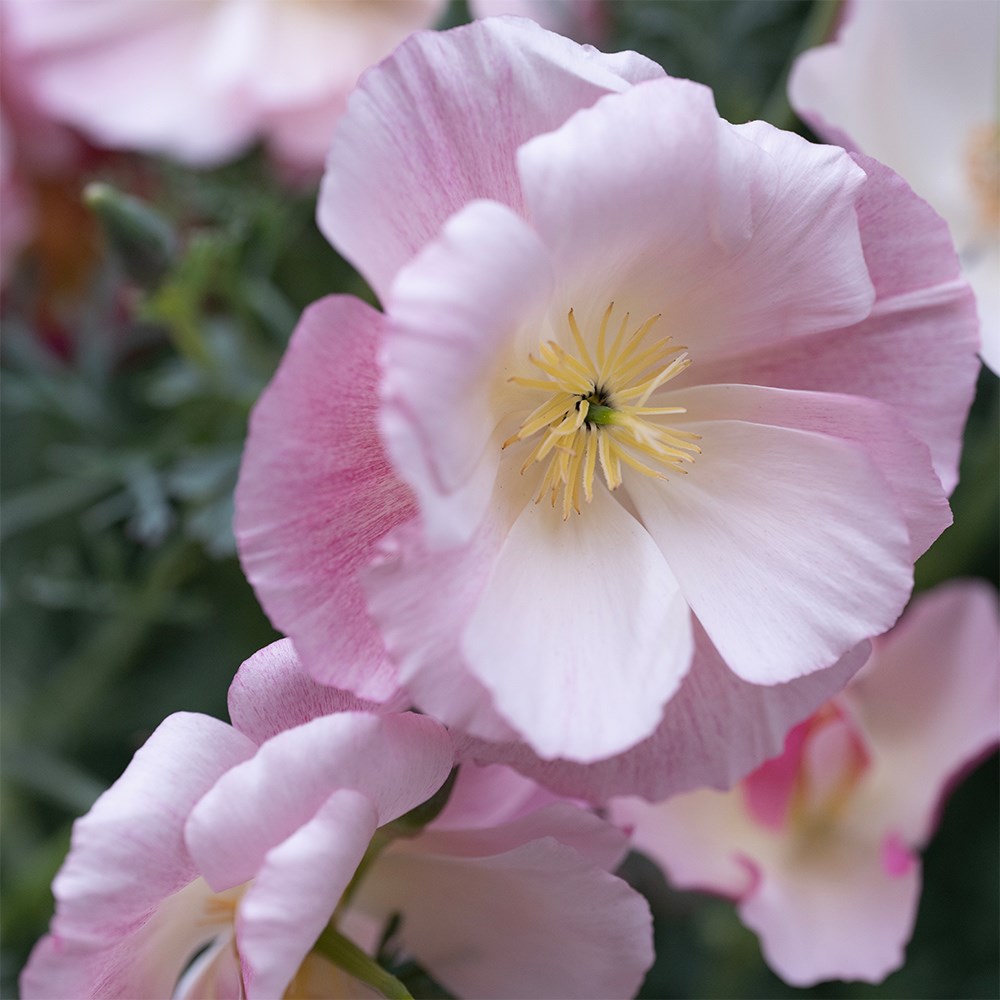 <I>Eschscholzia californica</I> 'Thai Silk Appleblossom Chiffon'  (Thai Silk Series)