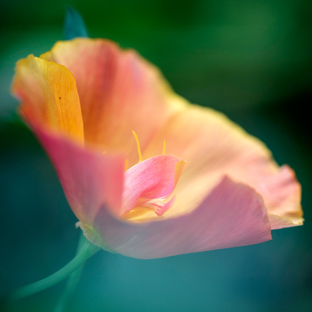 <i>Eschscholzia californica</i> 'Apricot Chiffon' (Thai Silk Series)