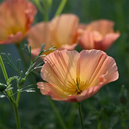 Eschscholzia californica Apricot Chiffon (Thai Silk Series)