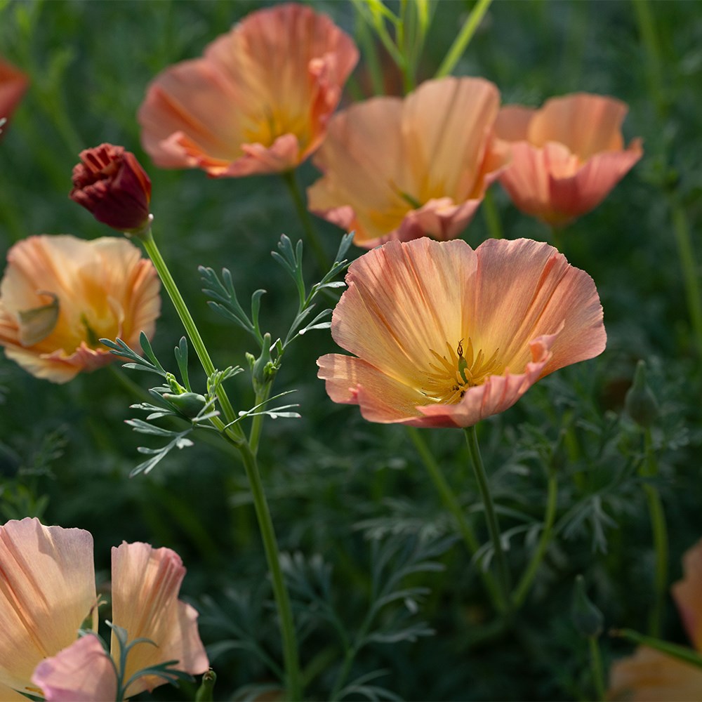 <i>Eschscholzia californica</i> 'Apricot Chiffon' (Thai Silk Series)