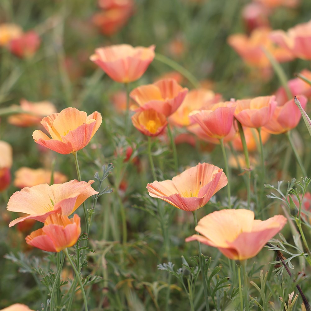 <i>Eschscholzia californica</i> 'Apricot Chiffon' (Thai Silk Series)
