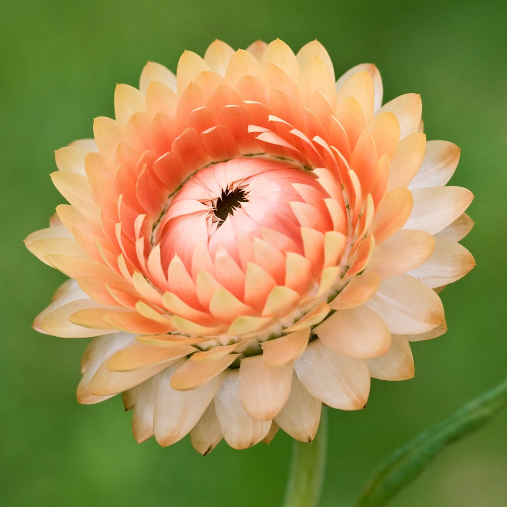 <i>Helichrysum bracteatum</i> 'King Salmon'