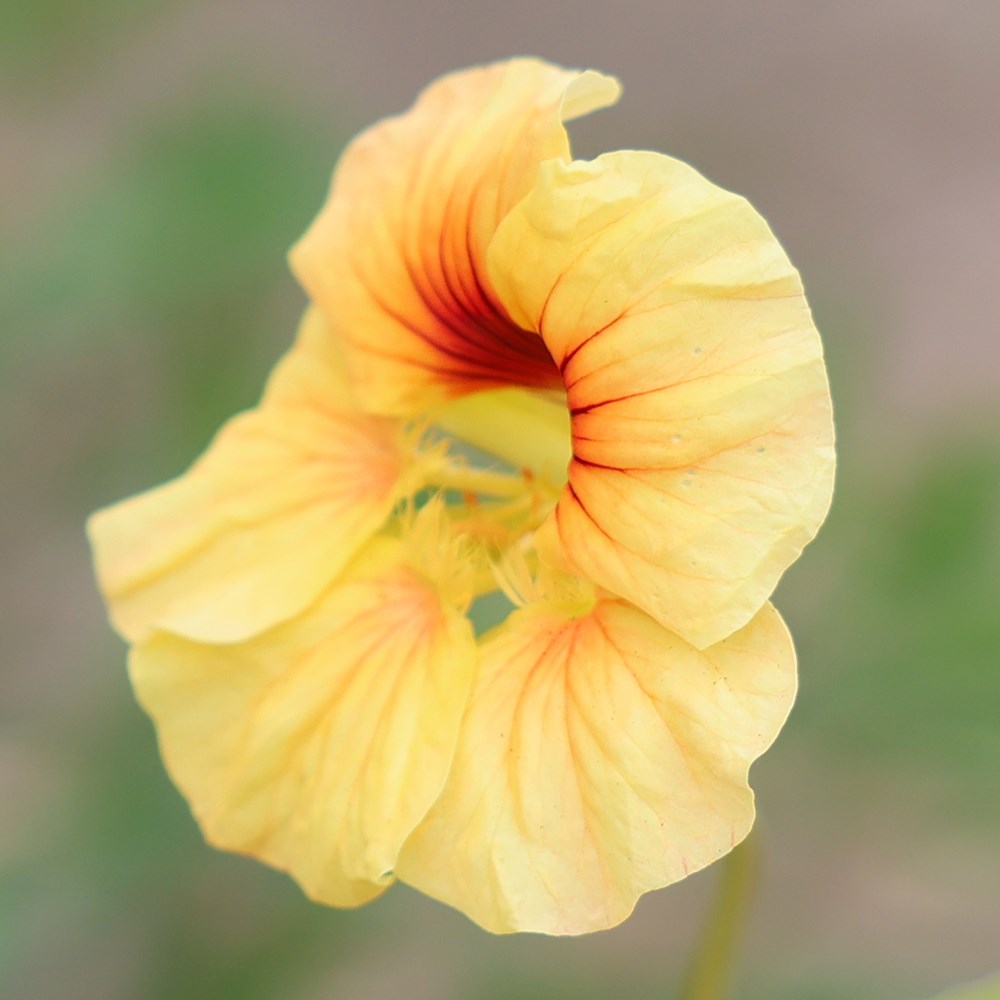 nasturtium - Tropaeolum majus 'Peach Melba'