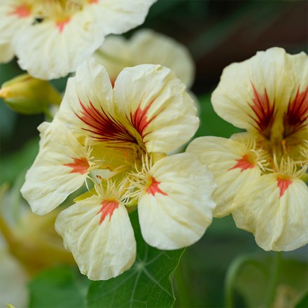 Tropaeolum majus Peach Melba