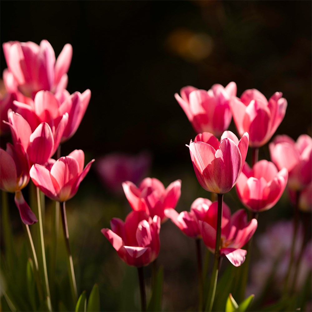 Jo Thompson's Cottage garden bulb collection