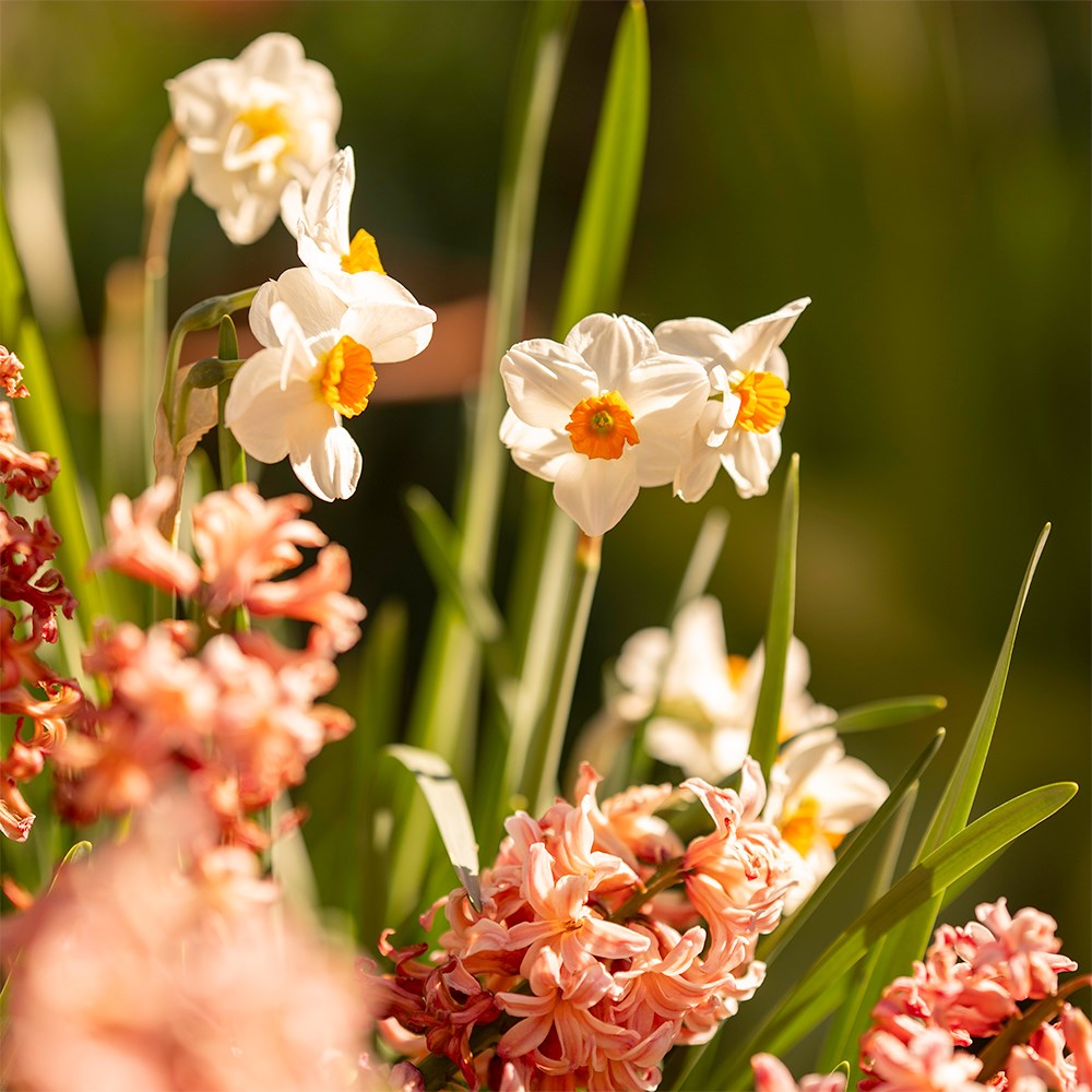 Jo Thompson's Cottage garden bulb collection