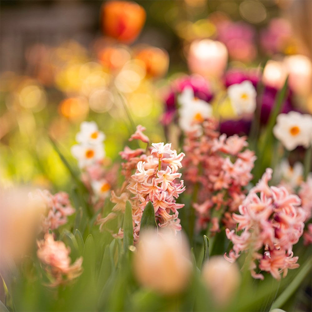 Jo Thompson's Cottage garden bulb collection