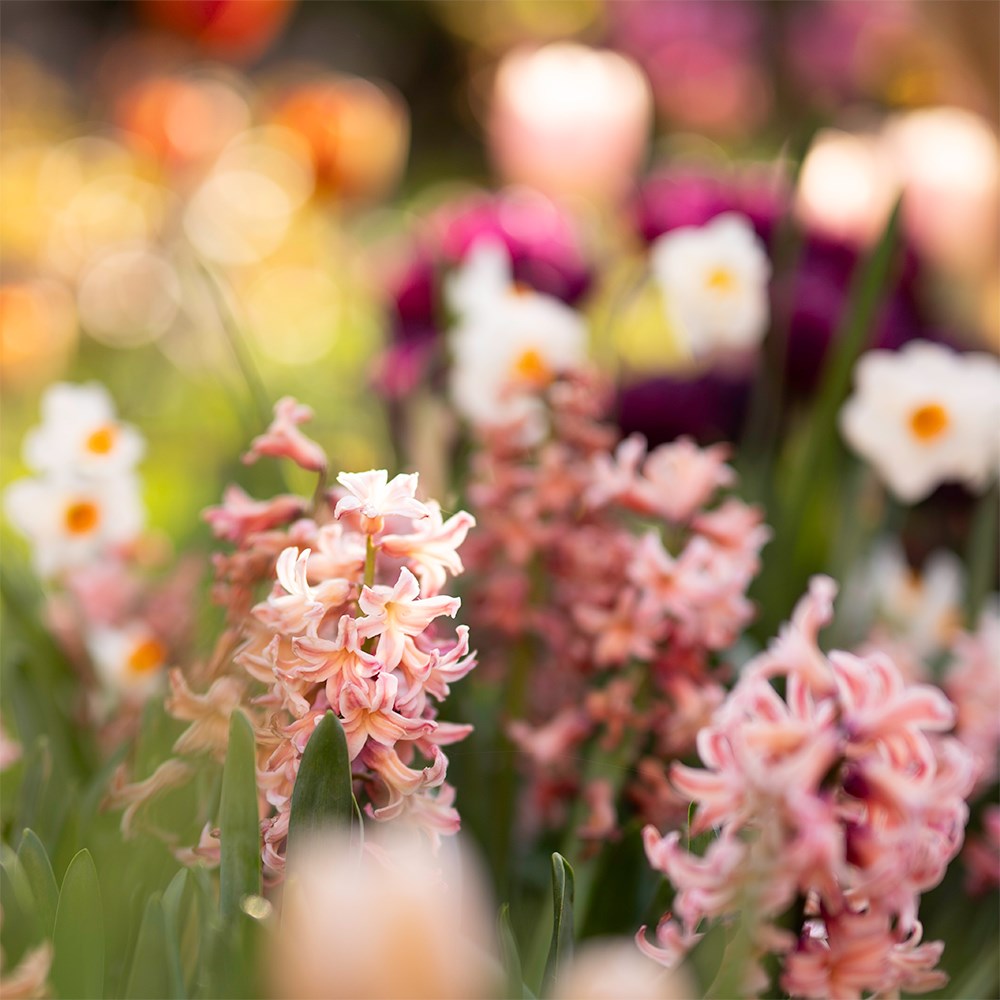 Jo Thompson's Cottage garden bulb collection