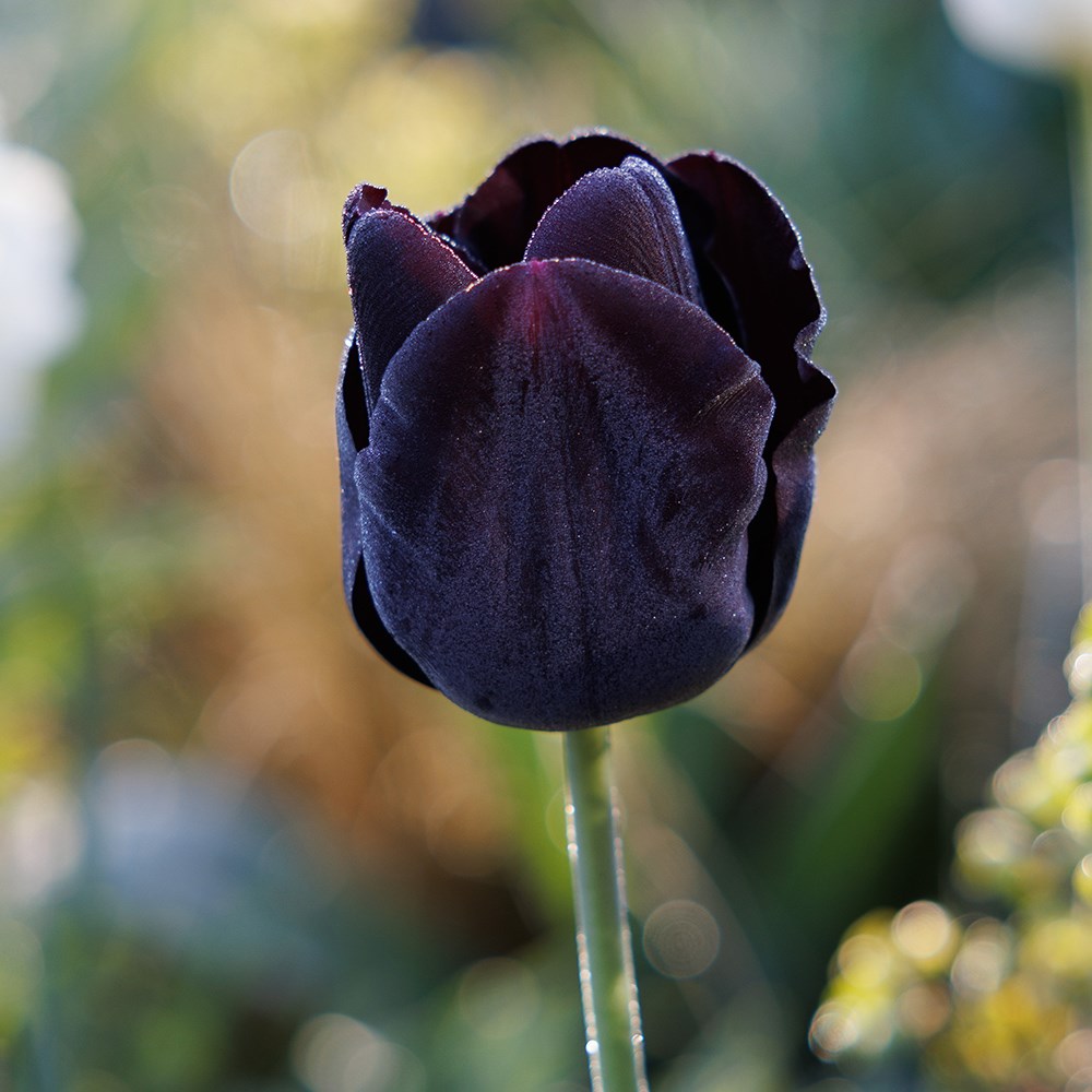 Lucy Willcox’s Spring border bulb collection