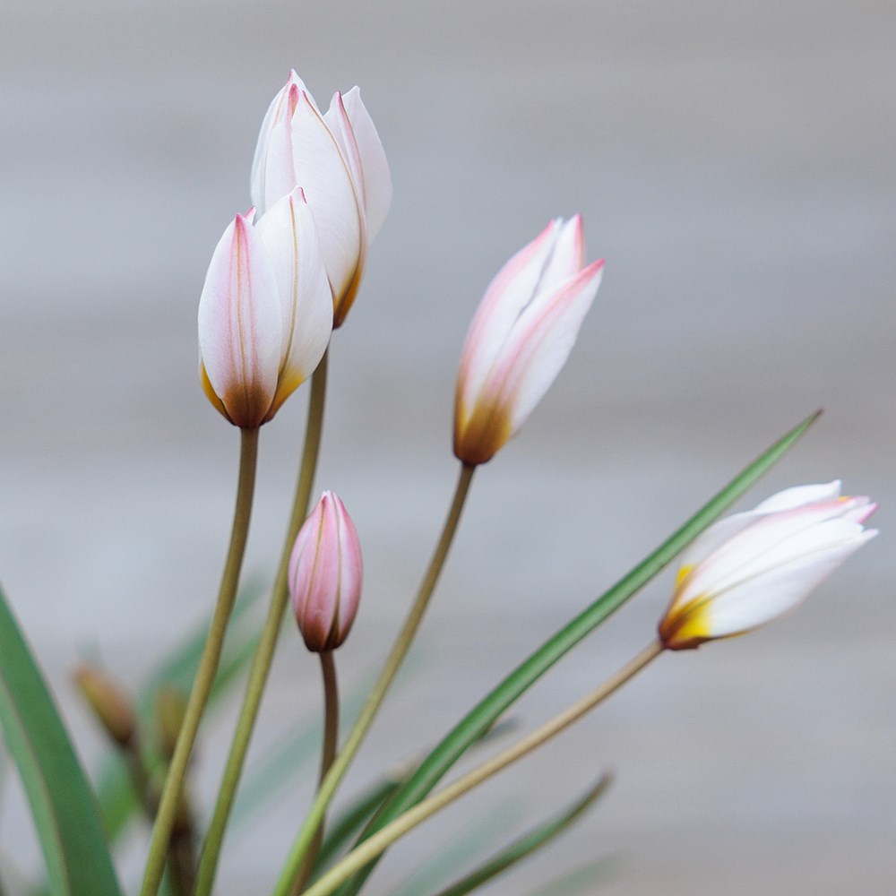 Lucy Wilcox's Misty mountains miniature bulb collection