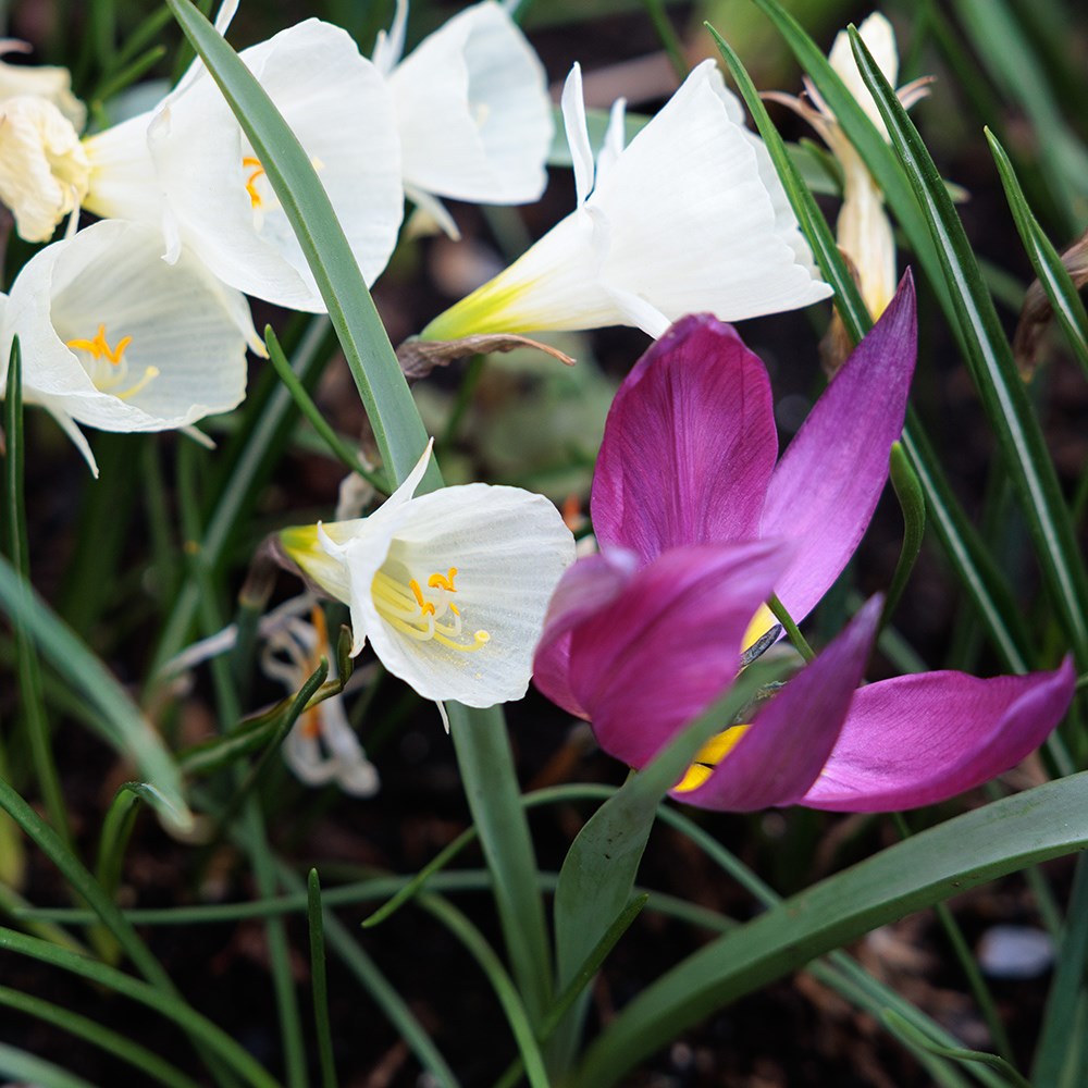 Lucy Wilcox's Misty mountains miniature bulb collection