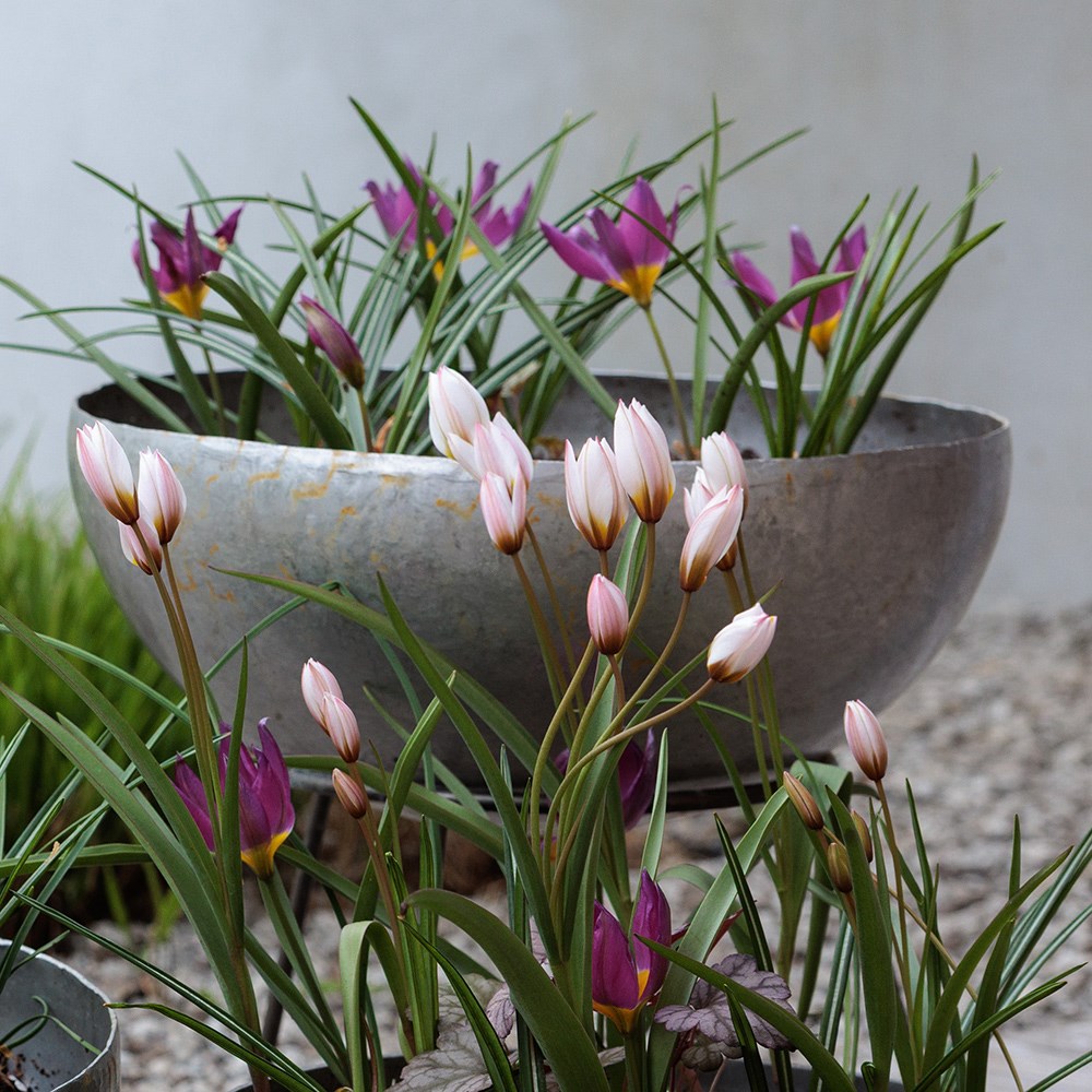 Lucy Wilcox's Misty mountains miniature bulb collection