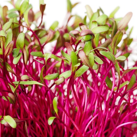 beetroot Bull's Blood